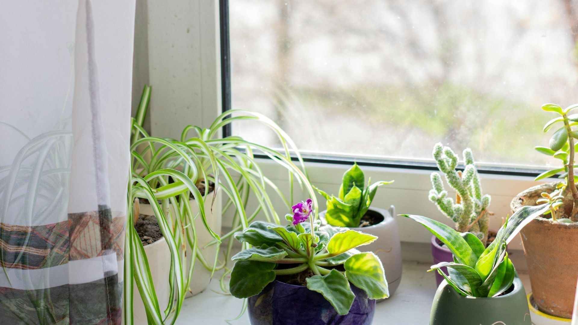 helppohoitoisia huonekasveja ikkunalaudalla auringonvalossa