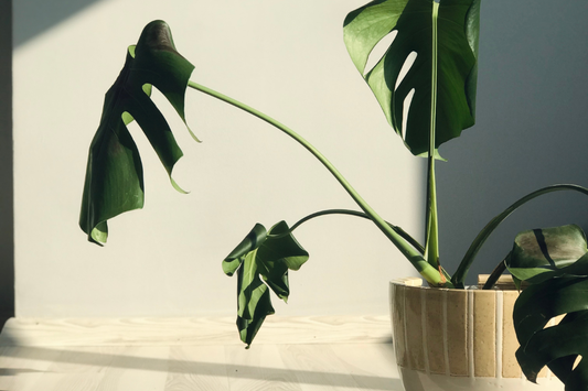 miten huolehtia ympäristöstä ilman että kadotat itsesi, kestävä elämä, ekologiset valinnat ja henkinen hyvinvointi